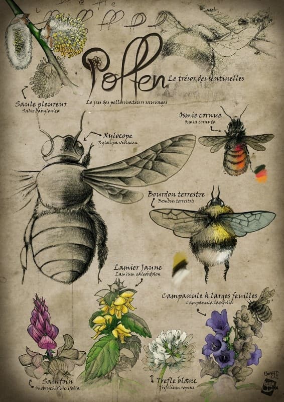 L'ex'pollen, par Alexandre Droit, Florent Toscano et David Boniffacy