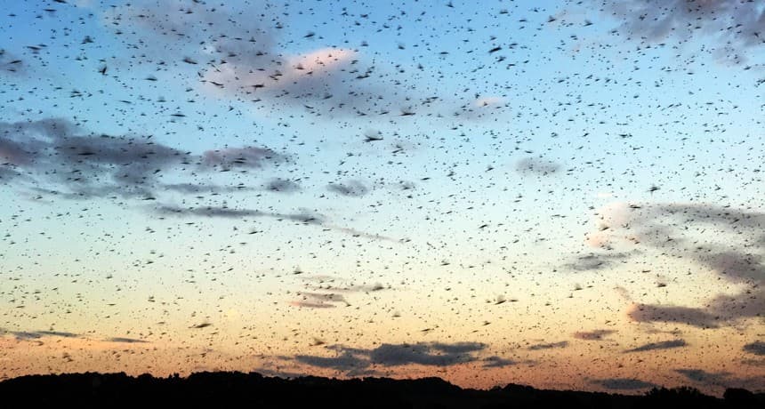 Mayfly, Hey, I'm talkin't'you, MayFly, you Irish bug!
