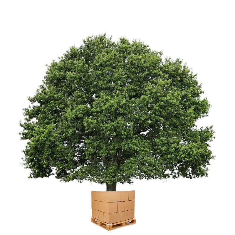 Sauvez un arbre : jouez à Squizz ! (mais pas que)